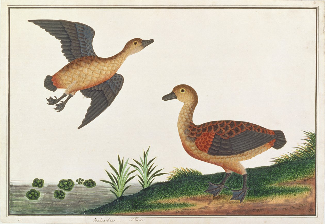 मलक्का से पक्षियों के चित्र से कम नस्ल, c.1805-18 (कागज पर wc) द्वारा चीनी स्कूल