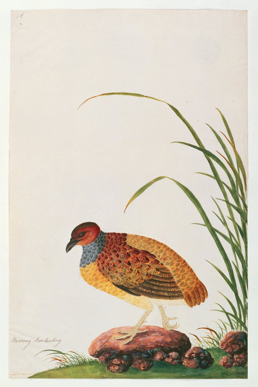 मलक्का से पक्षियों के चित्रण से लंबा-चौड़ा पार्ट्रिज, c.1805-18 (कागज पर wc) द्वारा चीनी स्कूल