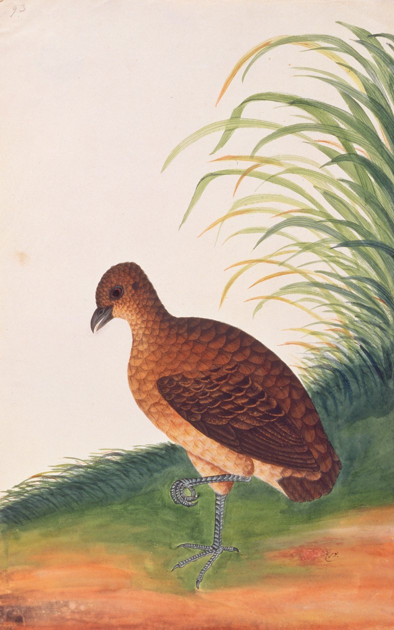 मलक्का से पक्षियों के चित्रण से लंबा-चौड़ा पार्ट्रिज, c.1805-18 (कागज पर wc) द्वारा चीनी स्कूल