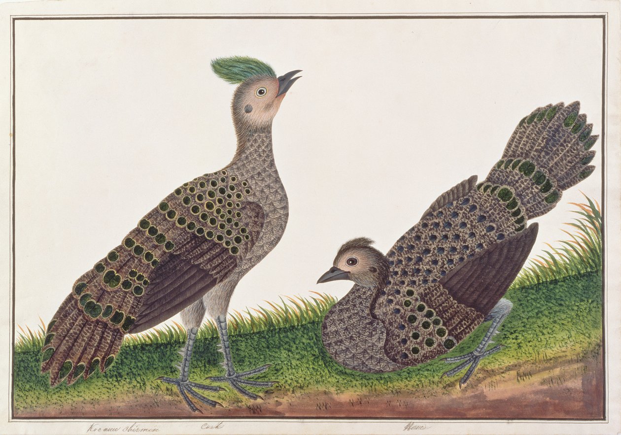 मलायके से पक्षियों के चित्रण से मलय मयूर-तीतर, c.1805-18 (कागज पर wc) द्वारा चीनी स्कूल