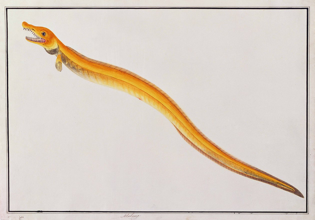 मलक्का से पशु, कीड़े और सरीसृप के चित्र से मालोंग, c.1805-18 (कागज पर wc और gache द्वारा चीनी स्कूल