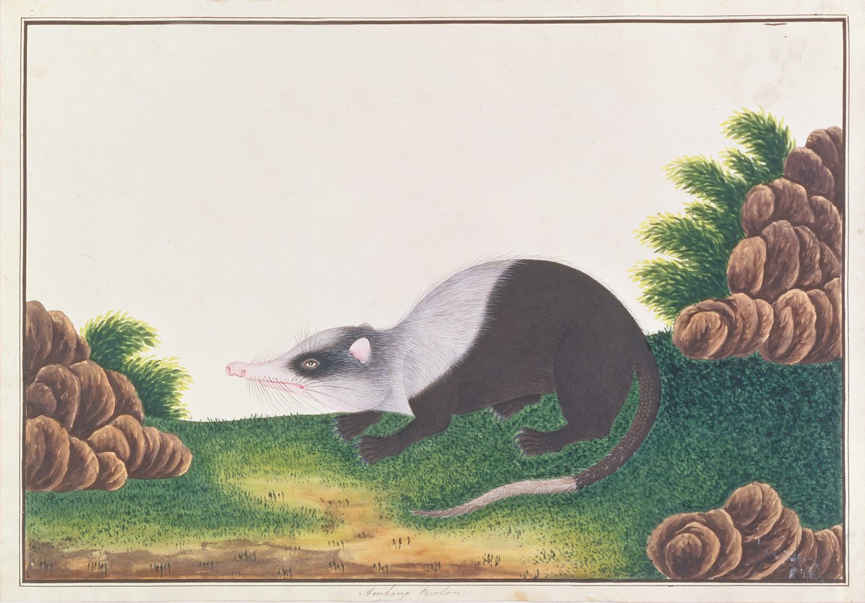 मूनार्का से पशु, कीड़े और सरीसृप के चित्र, चंद्रयान, c.1805-18 (कागज पर wc और gouache) द्वारा चीनी स्कूल