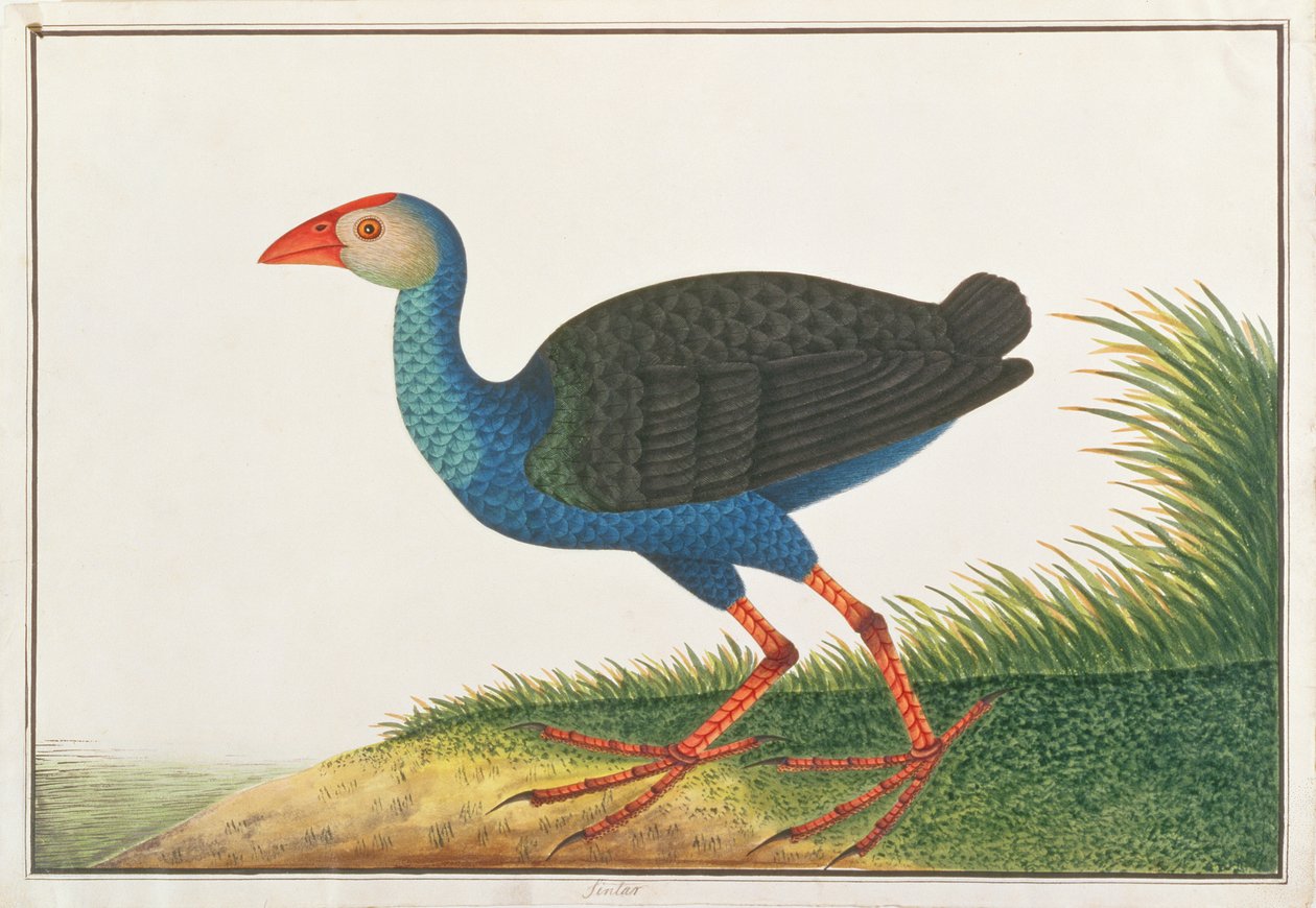 मलक्का से पक्षियों के चित्र से बैंगनी स्वम्फेन, c.1805-18 (कागज पर wc) द्वारा चीनी स्कूल