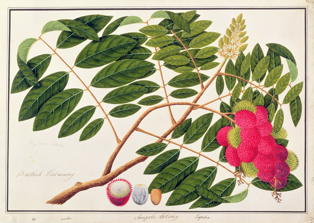 मलक्का से पौधों के आरेख से संगोल लेटोंग, c.1805-18 (wc कागज पर) द्वारा चीनी स्कूल