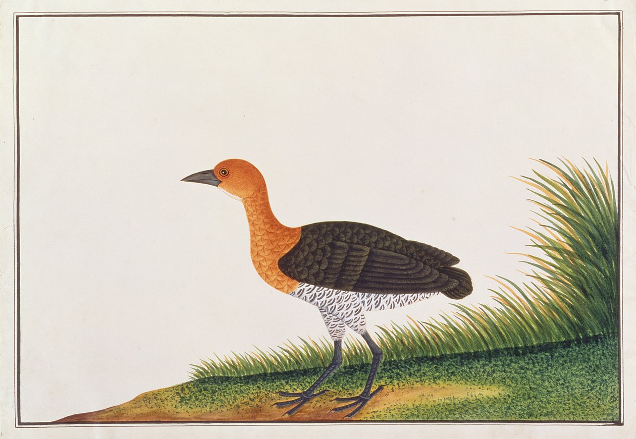 मलक्का से पक्षियों के चित्र से स्लैटी-लेग्ड क्रेक, c.1805-18 (कागज पर wc) द्वारा चीनी स्कूल