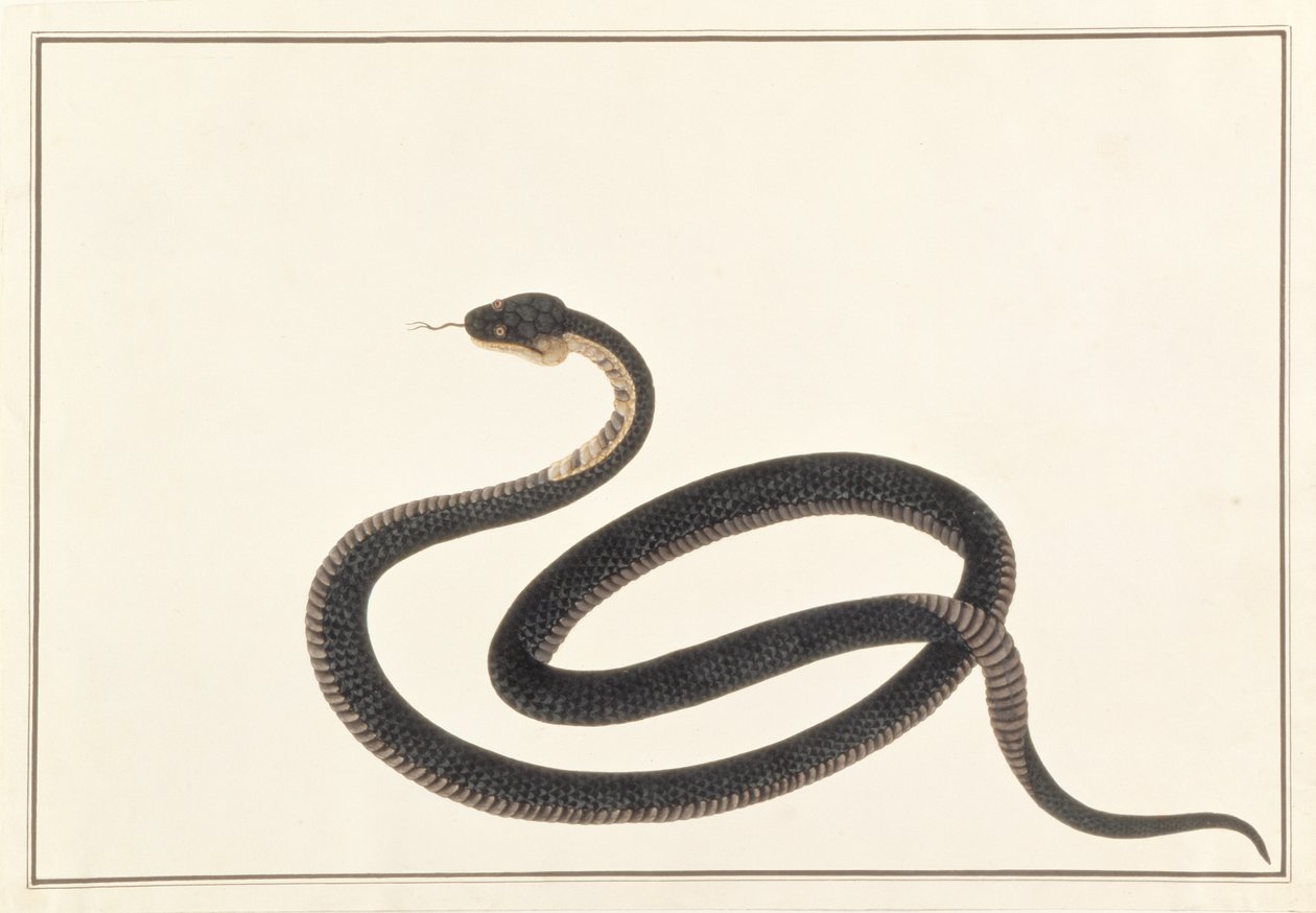 सांप, जानवरों, कीड़ों और सरीसृपों के मलक्का से, c.1805-18 (कागज पर गौचे और wc) द्वारा चीनी स्कूल