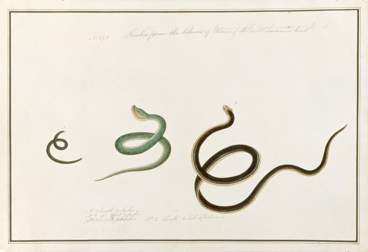सांपों ने मलाका से पशु, कीड़े और सरीसृप के चित्र, c.1805-18 (कागज पर gouache) के सबसे जहरीले प्रकार के बांका के द्वीप का निर्माण किया द्वारा चीनी स्कूल