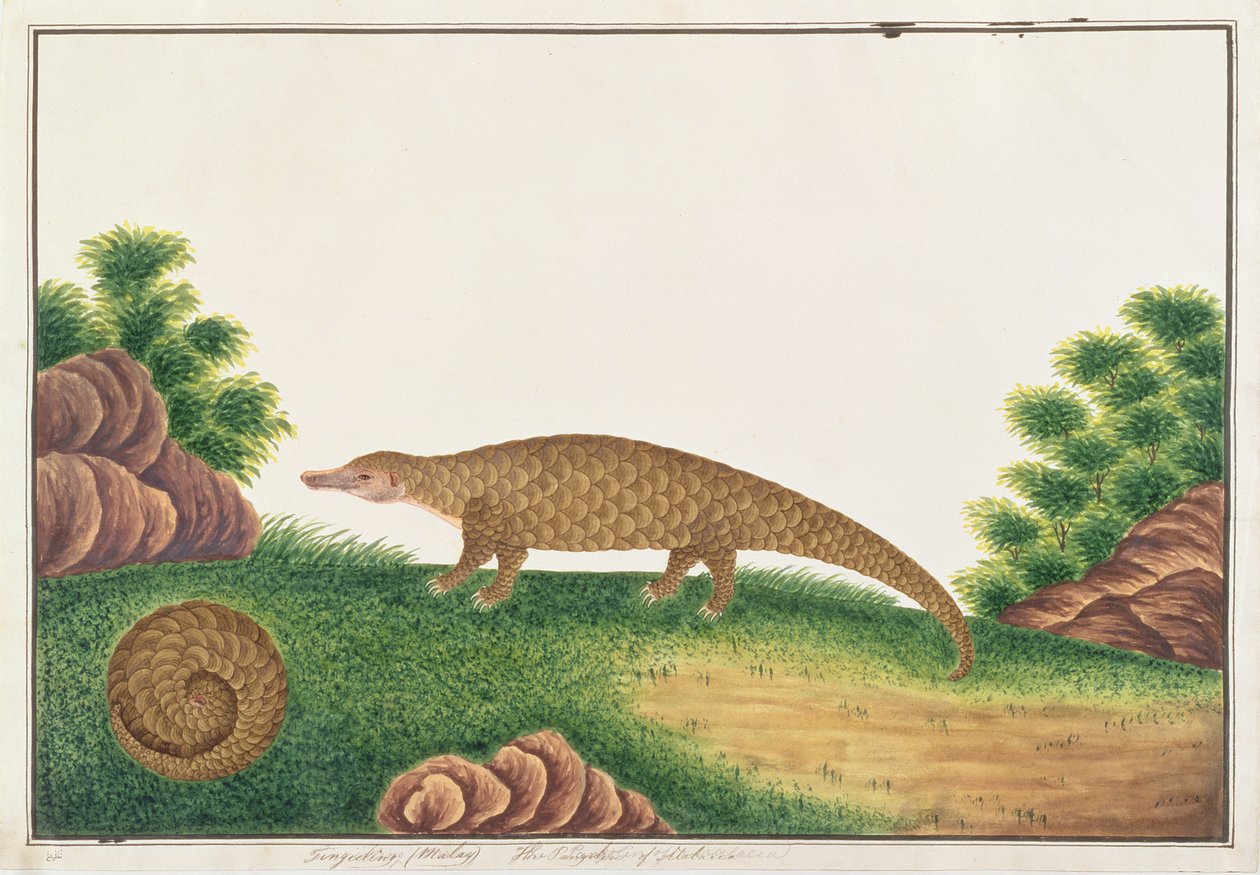 मलक्का से पशु, कीड़े और सरीसृपों के चित्र से सूंडा पैंगोलिन, c.1805-18 (कागज पर wc और gache द्वारा चीनी स्कूल