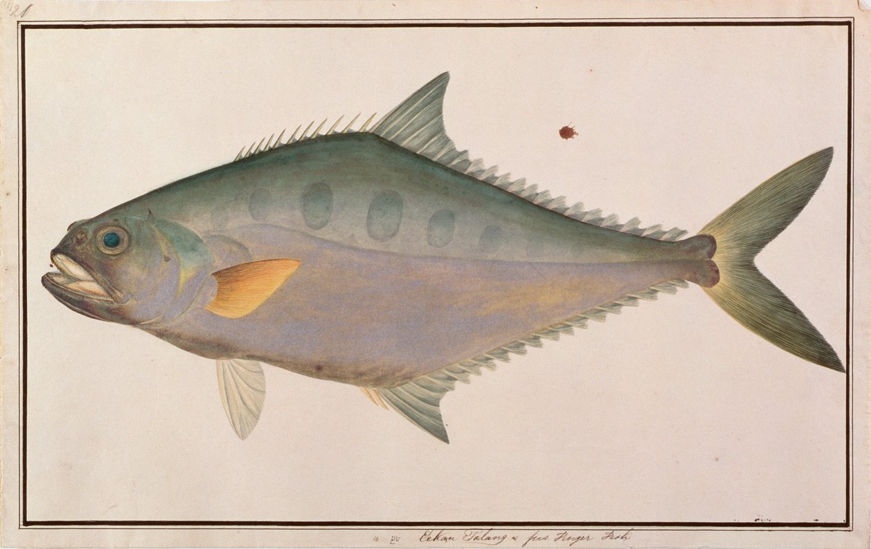 मलक्का से मछलियों के चित्र से टैंग क्वीनफ़िश, c.1805-18 (कागज पर wc) द्वारा चीनी स्कूल