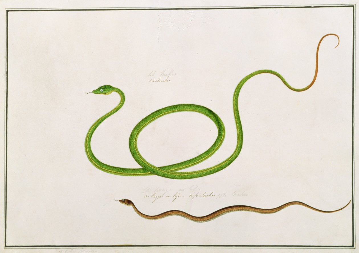 Volun Daw-on, Drawings of Animals, Insects and Reptiles from Malacca, c.1805-18 (gouache and wc on paper) द्वारा चीनी स्कूल
