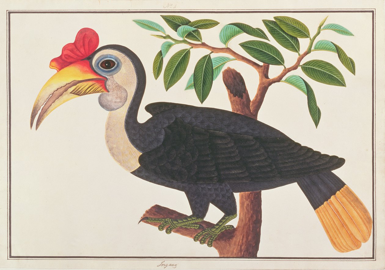 मलक्का से पक्षियों के चित्र, हॉर्नबिल, C.1805-18 (कागज पर wc) द्वारा चीनी स्कूल