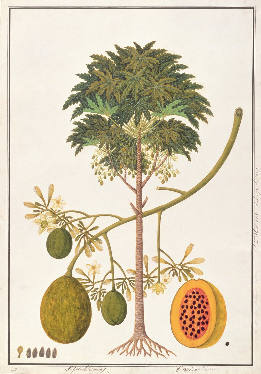 दपई-आह ताम्बे या कारिका, मलक्का से पौधों के चित्र से, c.1805-18 (कागज पर wc) द्वारा चीनी स्कूल