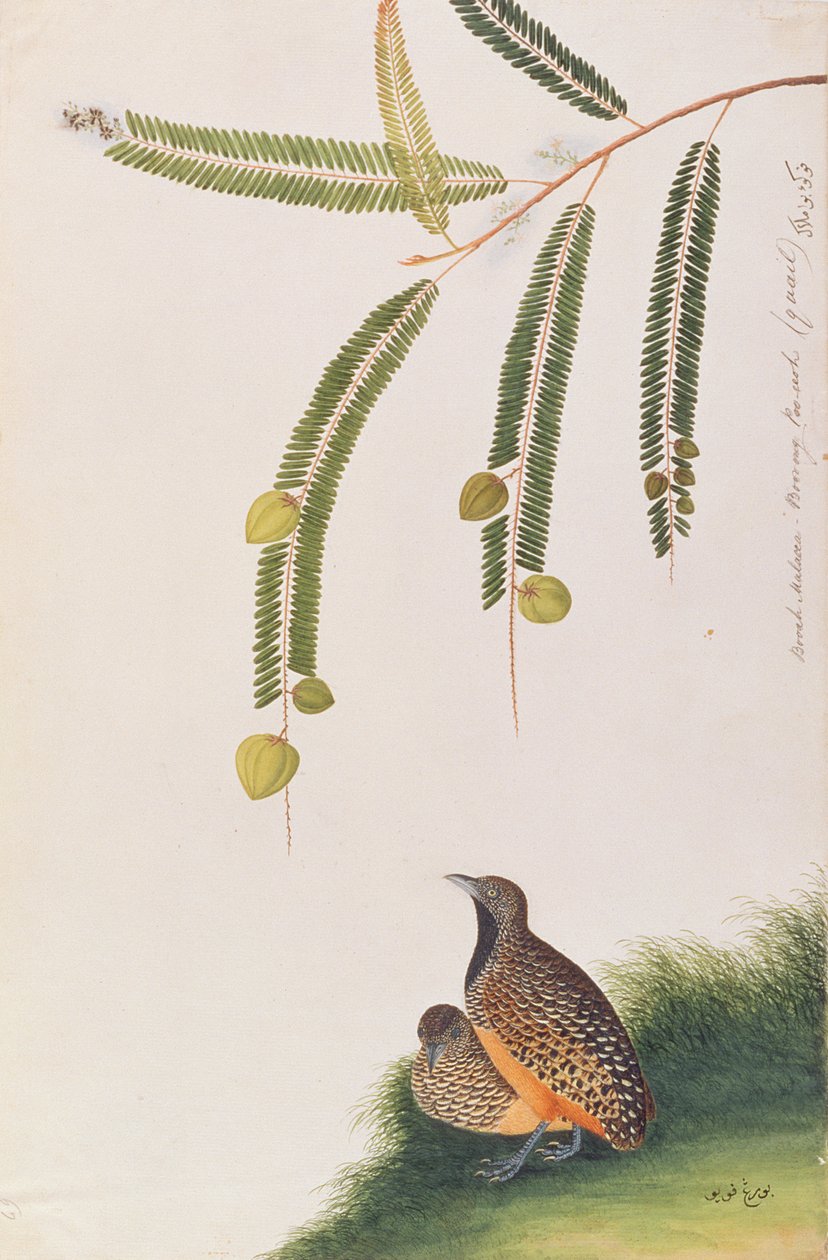 मलक्का से पक्षियों के चित्रांकन से वर्जित बटुआ, c.1805-18 (कागज पर wc) द्वारा चीनी स्कूल