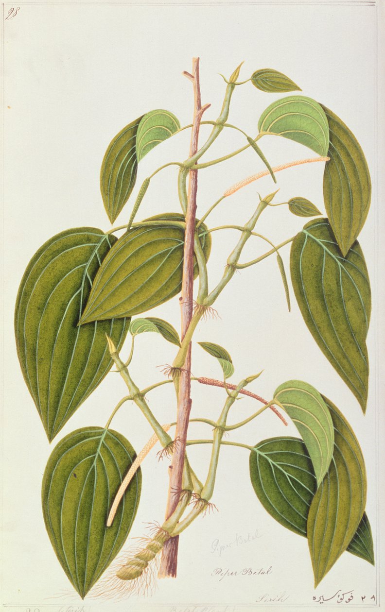 बेतक लीफ, मलक्का के औषधीय पौधों की पचासवीं ड्रॉइंग, खंड 1, c.1805-18 (कागज पर wc) द्वारा चीनी स्कूल