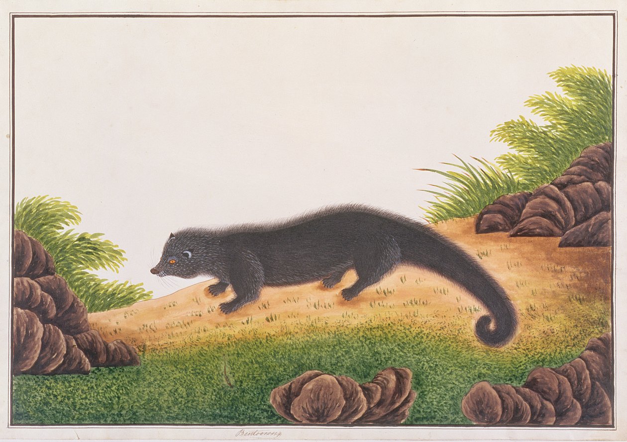 मलक्का से पशु, कीड़े और सरीसृपों के चित्रण से Binturong, c.1805-18 (कागज पर wc और gouache) द्वारा चीनी स्कूल