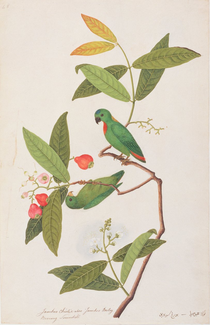 मलक्का से पक्षियों के चित्रांकन से नीली मुकुट वाला तोता, c.1805-18 (कागज पर wc) द्वारा चीनी स्कूल
