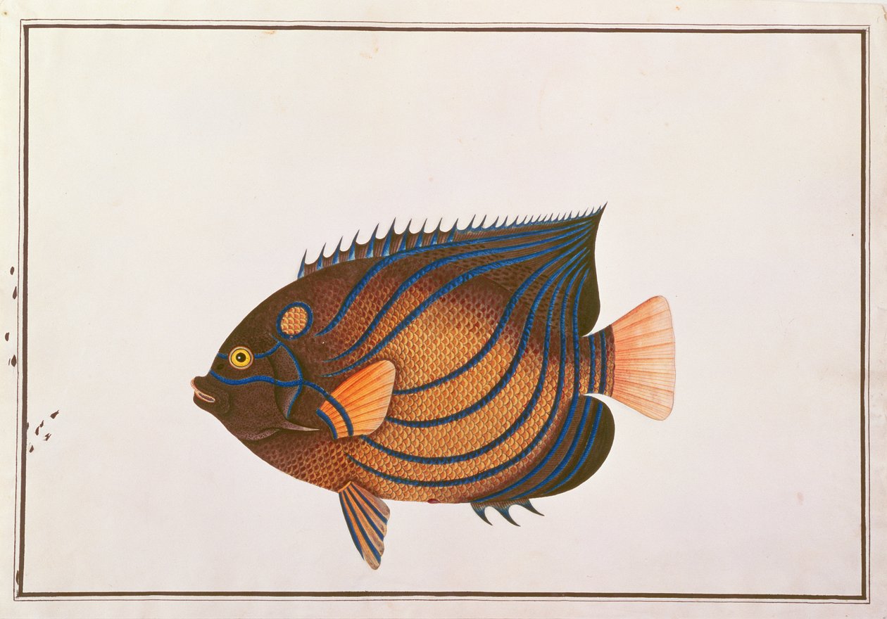 मलक्का से मछलियों के चित्र से नीली अंगूठी वाले एंगलफिश, c.1805-18 (कागज पर wc) द्वारा चीनी स्कूल