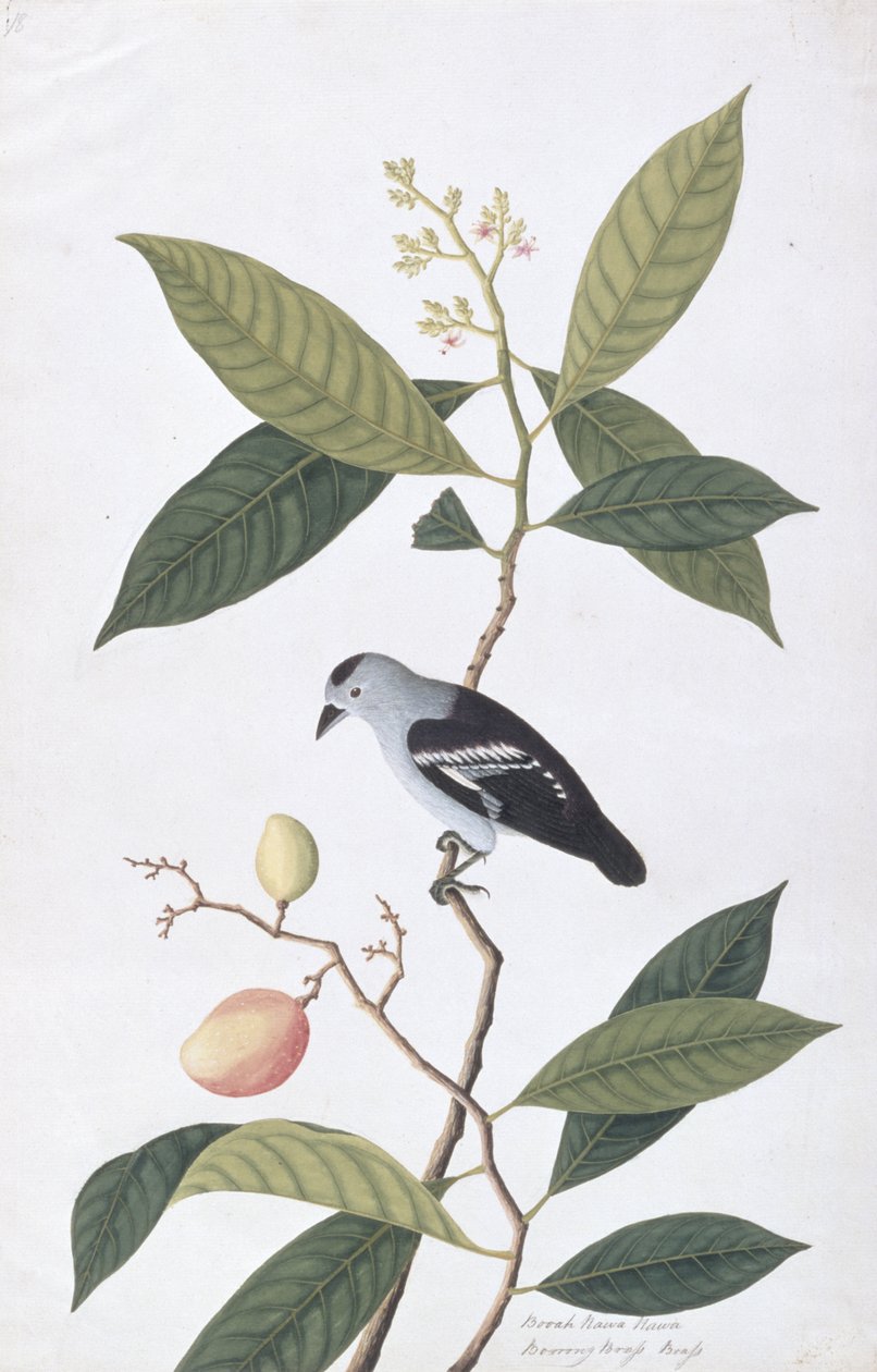बोआ नावा हवा, माल्स्का से पक्षियों के चित्र, c.1805-18 (कागज पर wc) द्वारा चीनी स्कूल