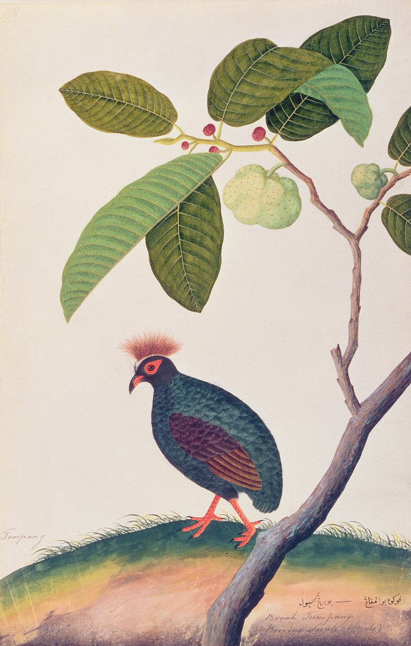 बोआह तंपैंग, ड्रॉइंग ऑफ़ बर्ड्स ऑफ़ मलक्का से, c.1805-18 (wc पेपर पर) द्वारा चीनी स्कूल