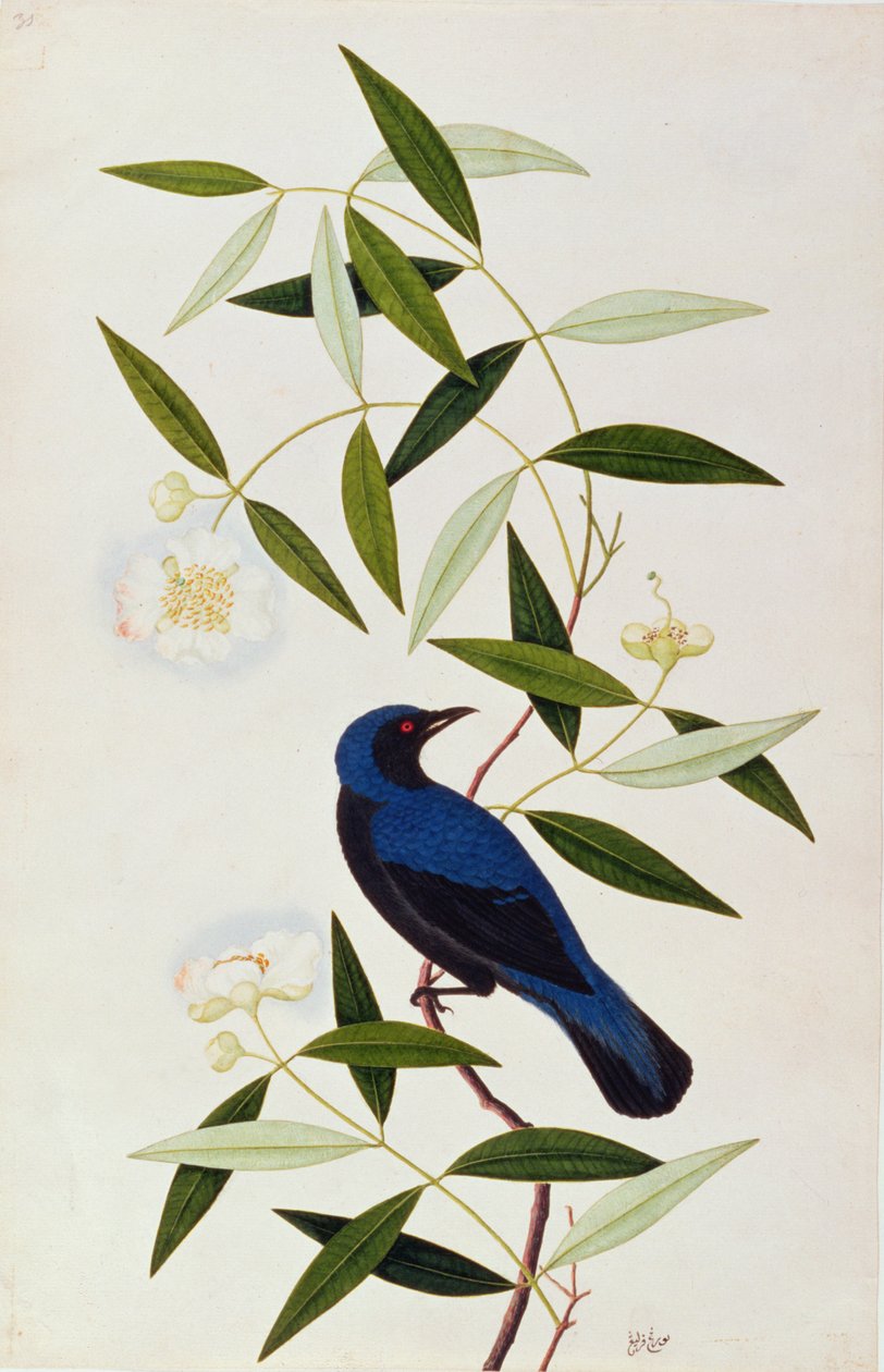 मलक्का से पक्षियों के चित्र से बोराह फारलीह, c.1805-18 (कागज पर wc) द्वारा चीनी स्कूल