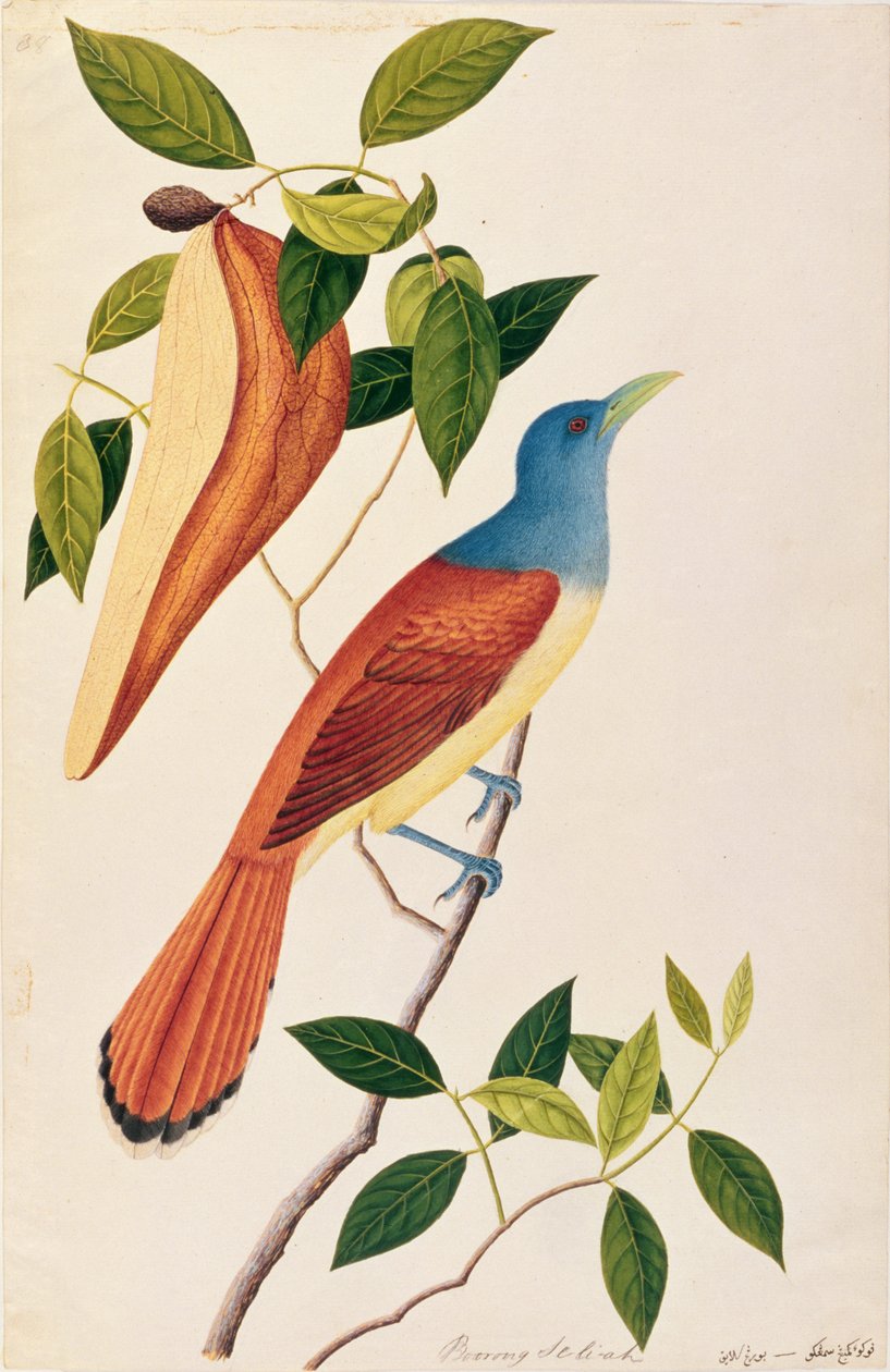 मलक्का से पक्षियों के चित्रांकन से बोरोंग सेलि-आह, c.1805-18 (कागज पर wc) द्वारा चीनी स्कूल