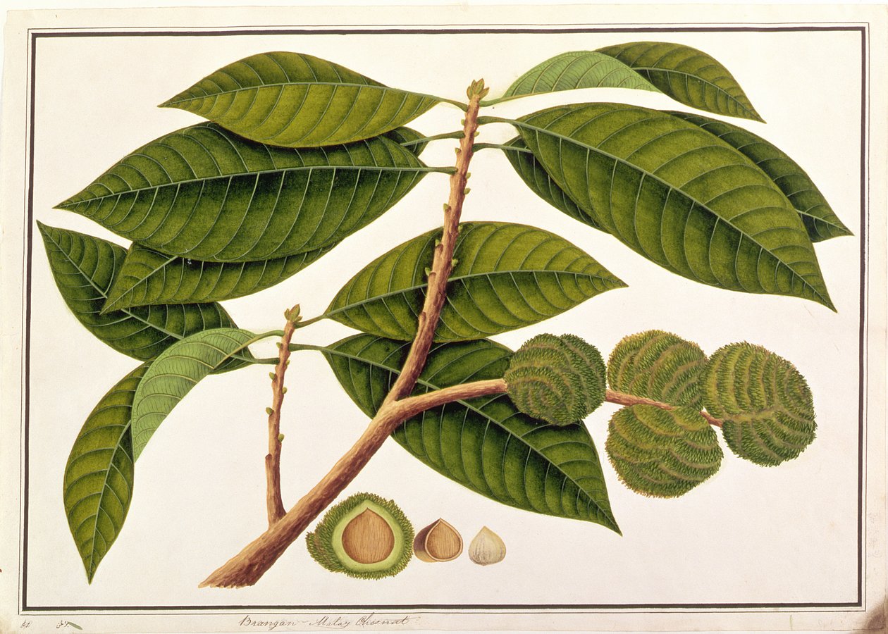 मलक्का से पौधों के चित्र से, चोकर या मलय चेस्टनट, c.1805-18 (कागज पर wc) द्वारा चीनी स्कूल