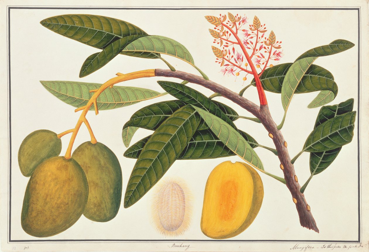बुआहांग मंगिफेरा, मलक्का से पौधों के चित्र से, c.1805-18 (कागज पर wc) द्वारा चीनी स्कूल