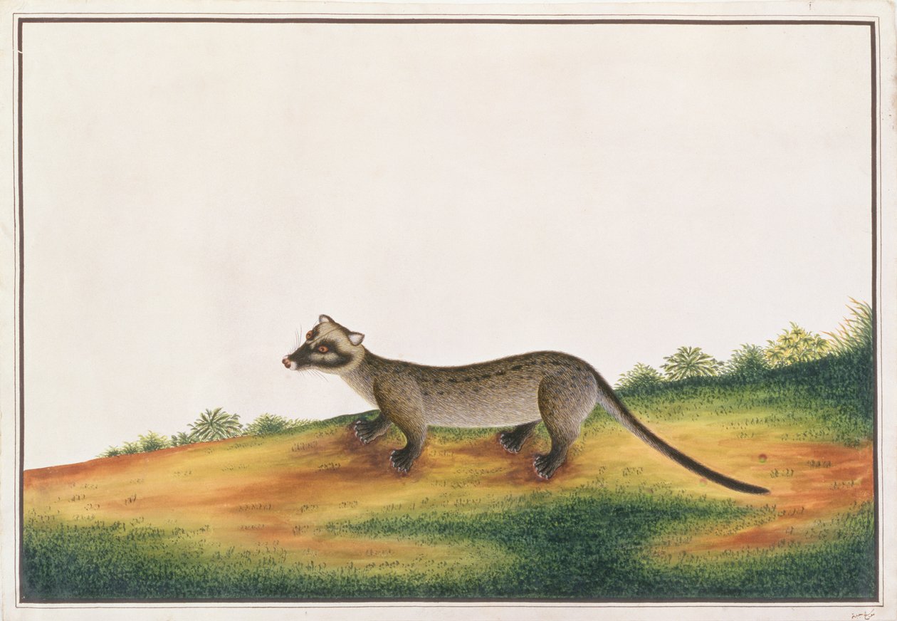 मलाका से पशुओं, कीड़ों और सरीसृपों के सामान्य पाम सीवेट, c.1805-18 (कागज पर gouache और wc) द्वारा चीनी स्कूल