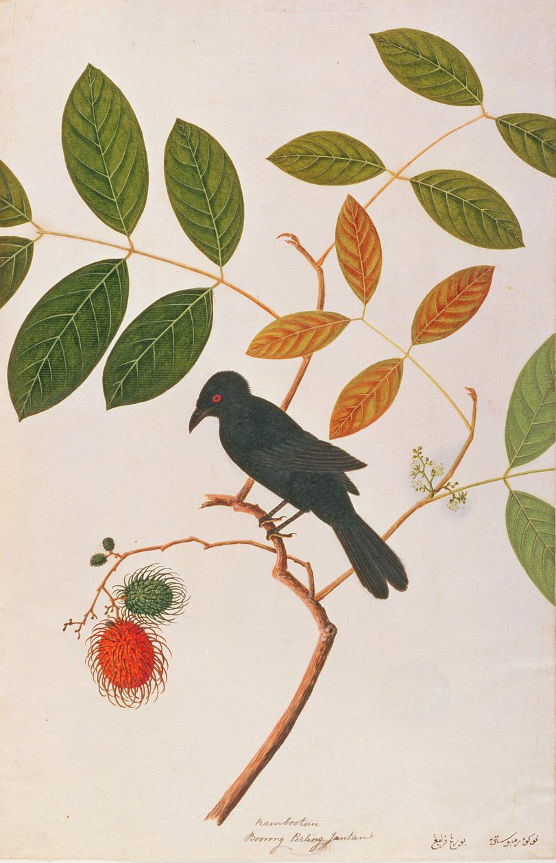 क्रो-बिल्ड ड्रोंगो, मलक्का से पक्षियों के चित्रण से, c.1805-18 (कागज पर wc) द्वारा चीनी स्कूल