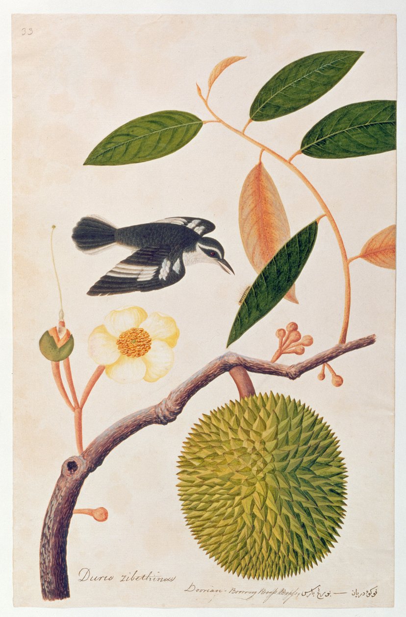 डर्बी ज़िबेथिनस, डोरियन या बरॉन्ग ब्रास पीतल, मलक्का से पक्षियों के चित्र से, c.1805-18 (कागज पर wc) द्वारा चीनी स्कूल
