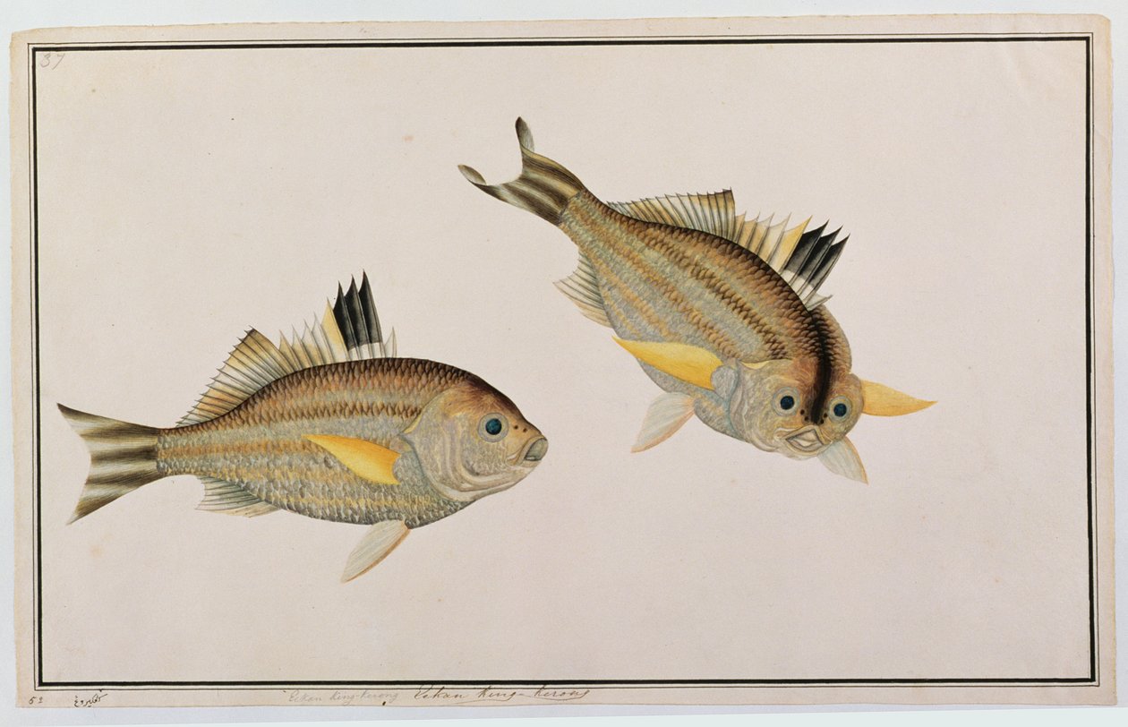Eekan King-kerong, मलक्का से मछलियों के चित्र, c.1805-18 (कागज पर wc) द्वारा चीनी स्कूल