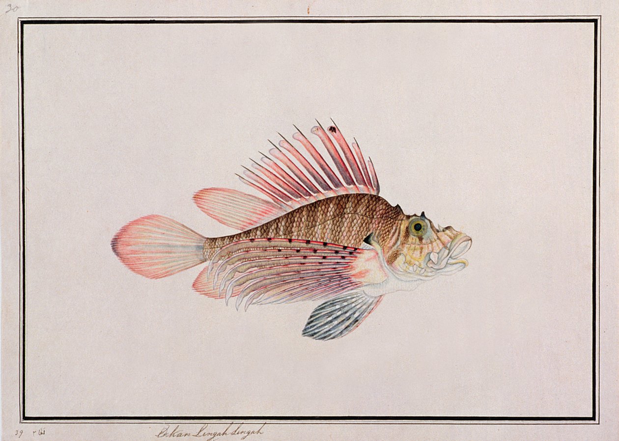 मलक्का से मछलियों के चित्रण से ईकन लीनकह सिंघा, c.1805-18 (कागज पर wc) द्वारा चीनी स्कूल