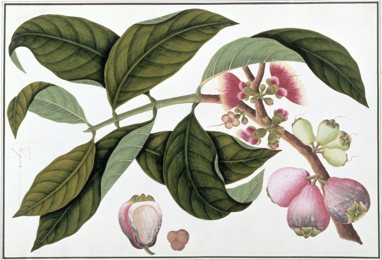 यूजेनिया या जेम्बो टेलोई पूटे, मलक्का से पौधों के चित्र से, c.1805-18 (कागज पर wc) द्वारा चीनी स्कूल