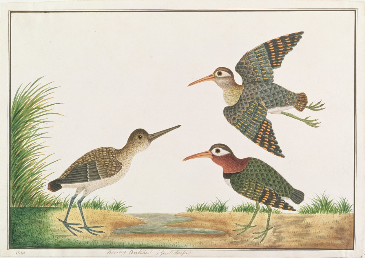 मलक्का से पक्षियों के चित्र, ग्रेटर पेंट-स्निप, c.1805-18 (कागज पर wc) द्वारा चीनी स्कूल