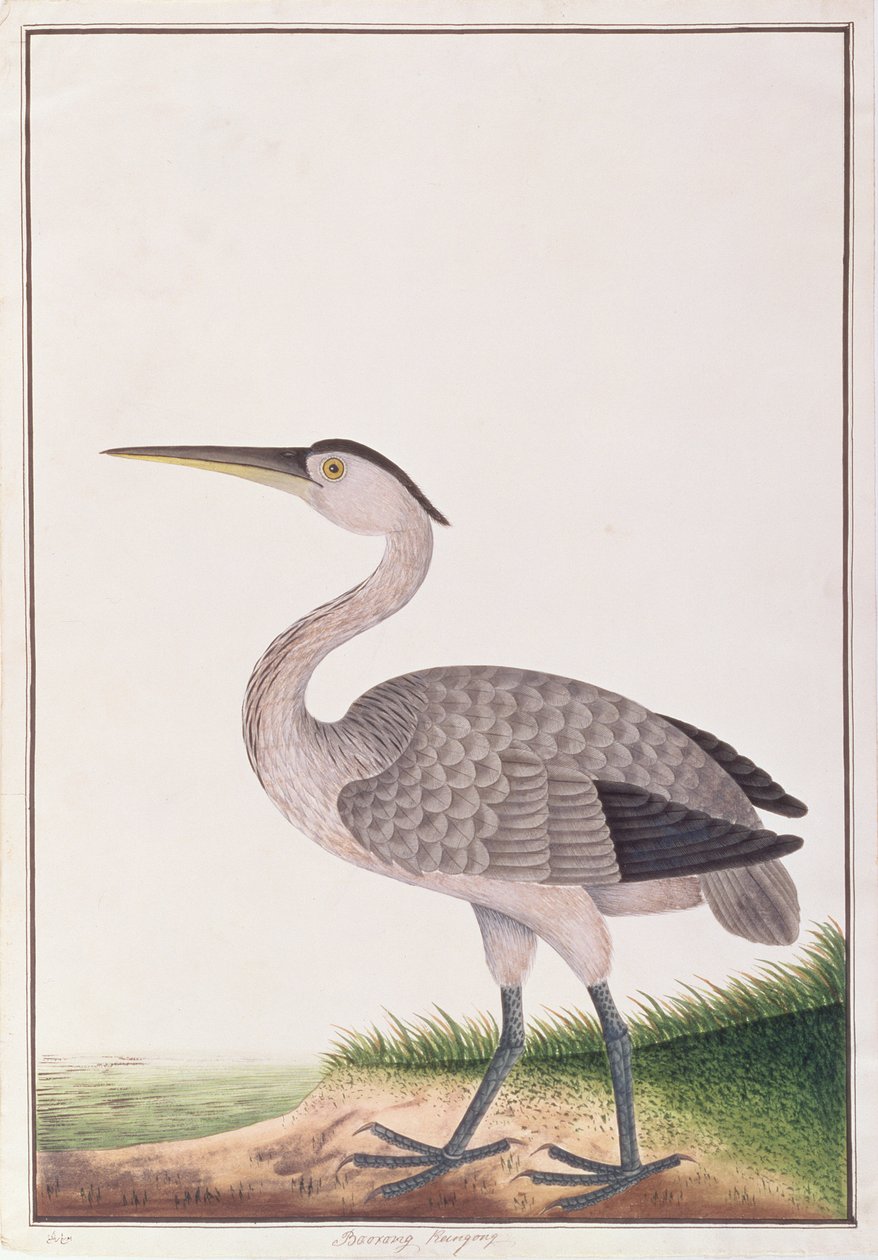 मलक्का से पक्षियों के चित्र से ग्रे हेरॉन, c.1805-18 (कागज पर wc) द्वारा चीनी स्कूल