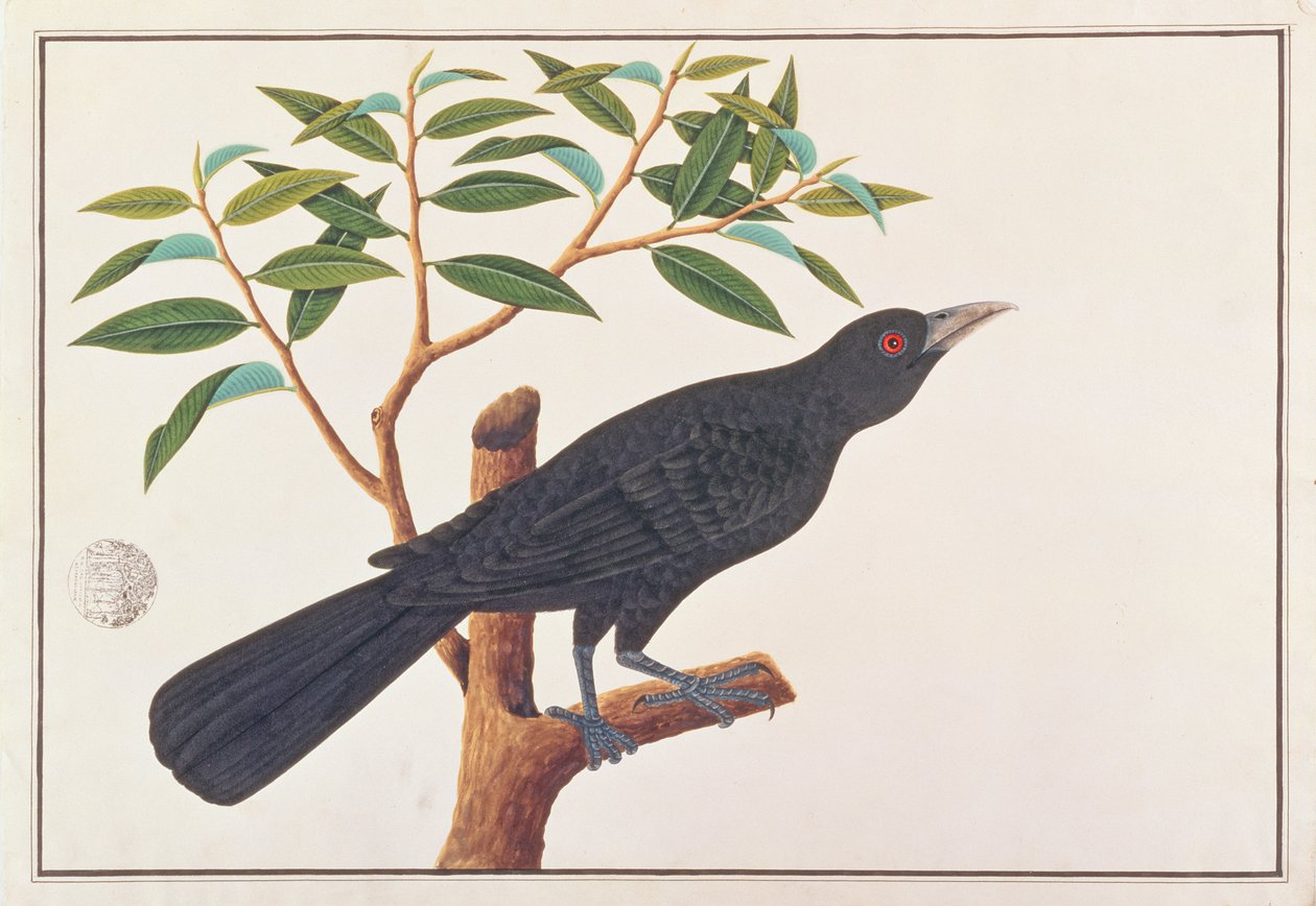 मलक्का से पक्षियों के चित्र से कोएल, c.1805-18 (कागज पर wc) द्वारा चीनी स्कूल