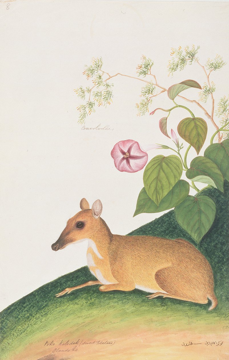 मलक्का से पशु, कीड़े और सरीसृपों के चित्र, C.1805-18 (कागज पर gouache) द्वारा चीनी स्कूल