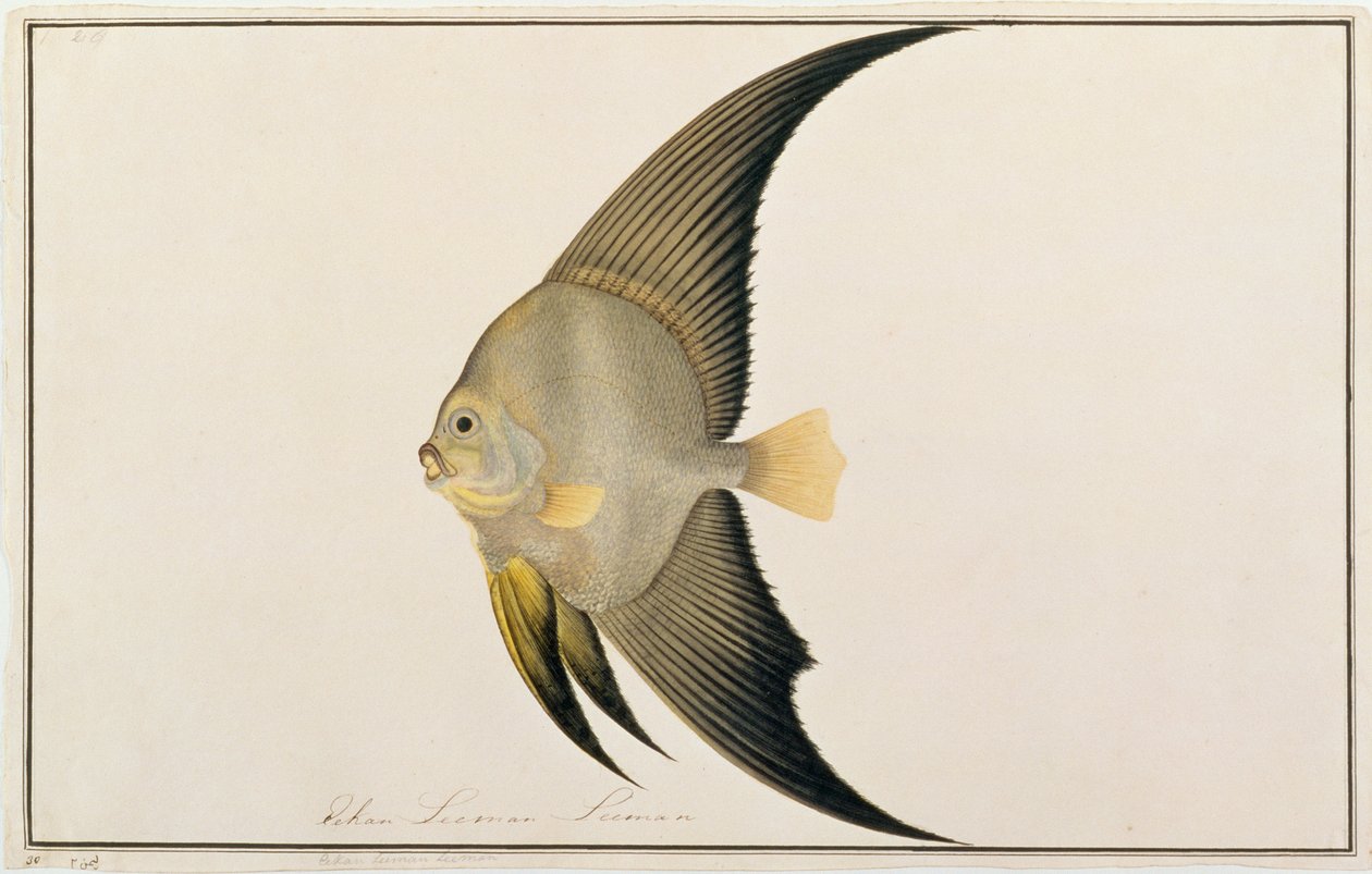 मलक्का से मछलियों के चित्र से लंबी-चौड़ी बैटफिश, c.1805-18 (कागज पर wc) द्वारा चीनी स्कूल
