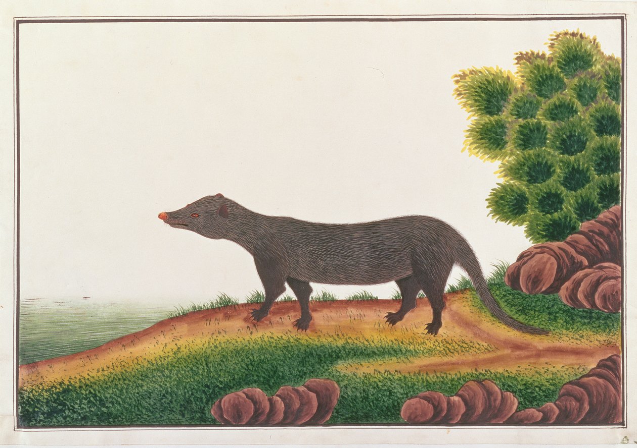 मलक्का से ड्रॉइंग ऑफ एनिमल्स, कीड़ों और सरीसृपों का मोंगोज़, c.1805-18 (कागज पर गौचे और wc) द्वारा चीनी स्कूल