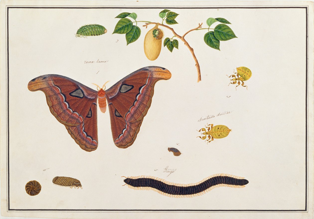 मलक्का से पशु, कीड़े और सरीसृप के चित्र से छह आर्थ्रोपोड, c.1805-18 (कागज पर wc और gache द्वारा चीनी स्कूल