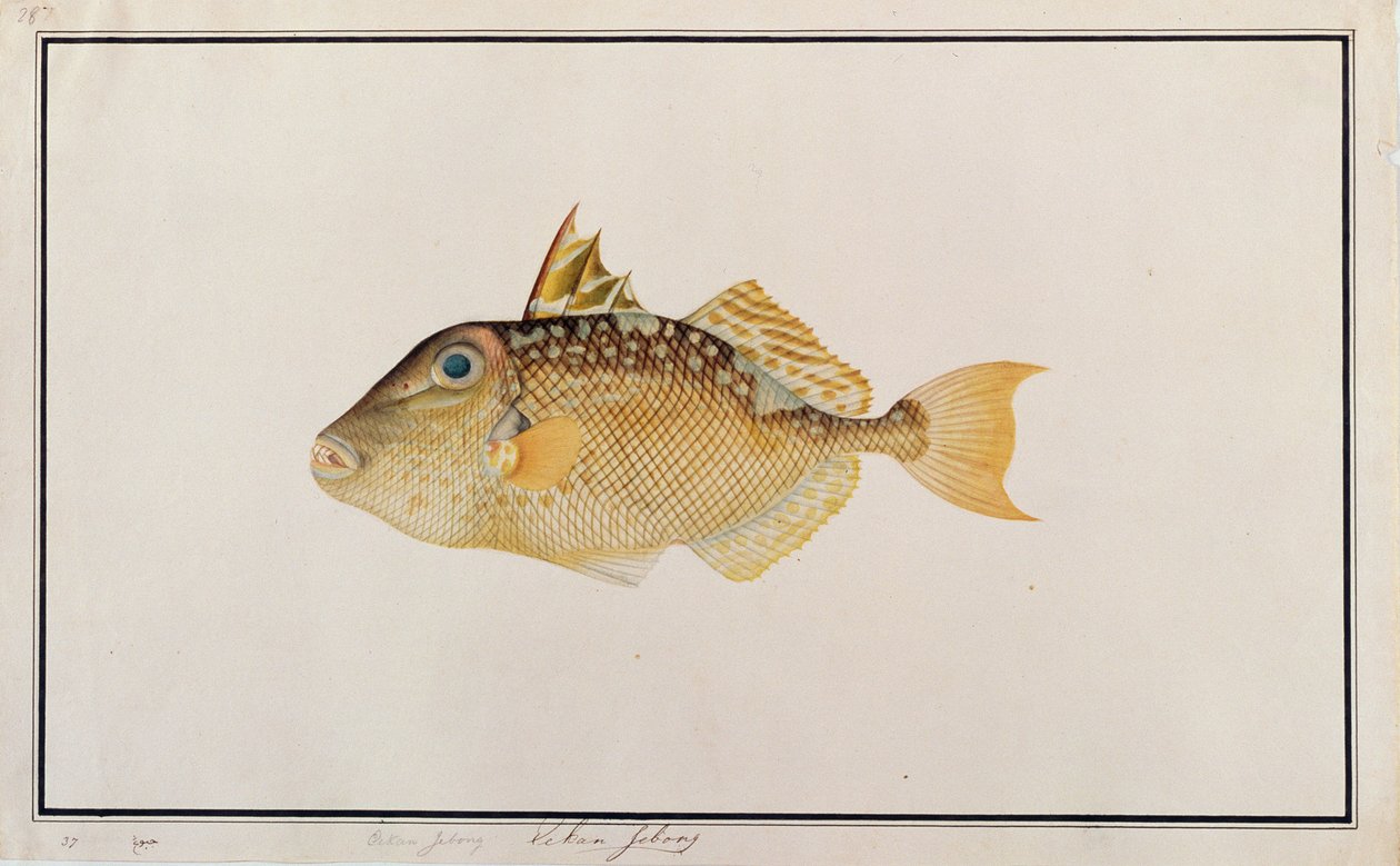 मलक्का से मछलियों के चित्र से स्टार्री ट्रिगेरफिश, c.1805-18 (कागज पर wc) द्वारा चीनी स्कूल