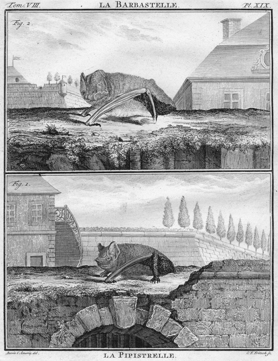 ला बारबास्टेल और ला पिपिस्ट्रेल, c1763। द्वारा क्रिश्चियन फ्रेडरिक फ्रिट्ज़च