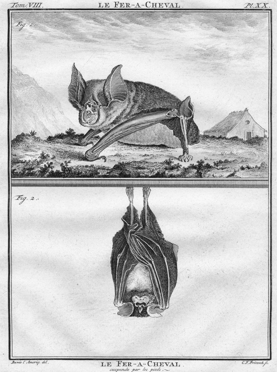 ले फेर-ए-शेवल और ले फेर-ए-चीवल पैरों द्वारा निलंबित, c1763। द्वारा क्रिश्चियन फ्रेडरिक फ्रिट्ज़च