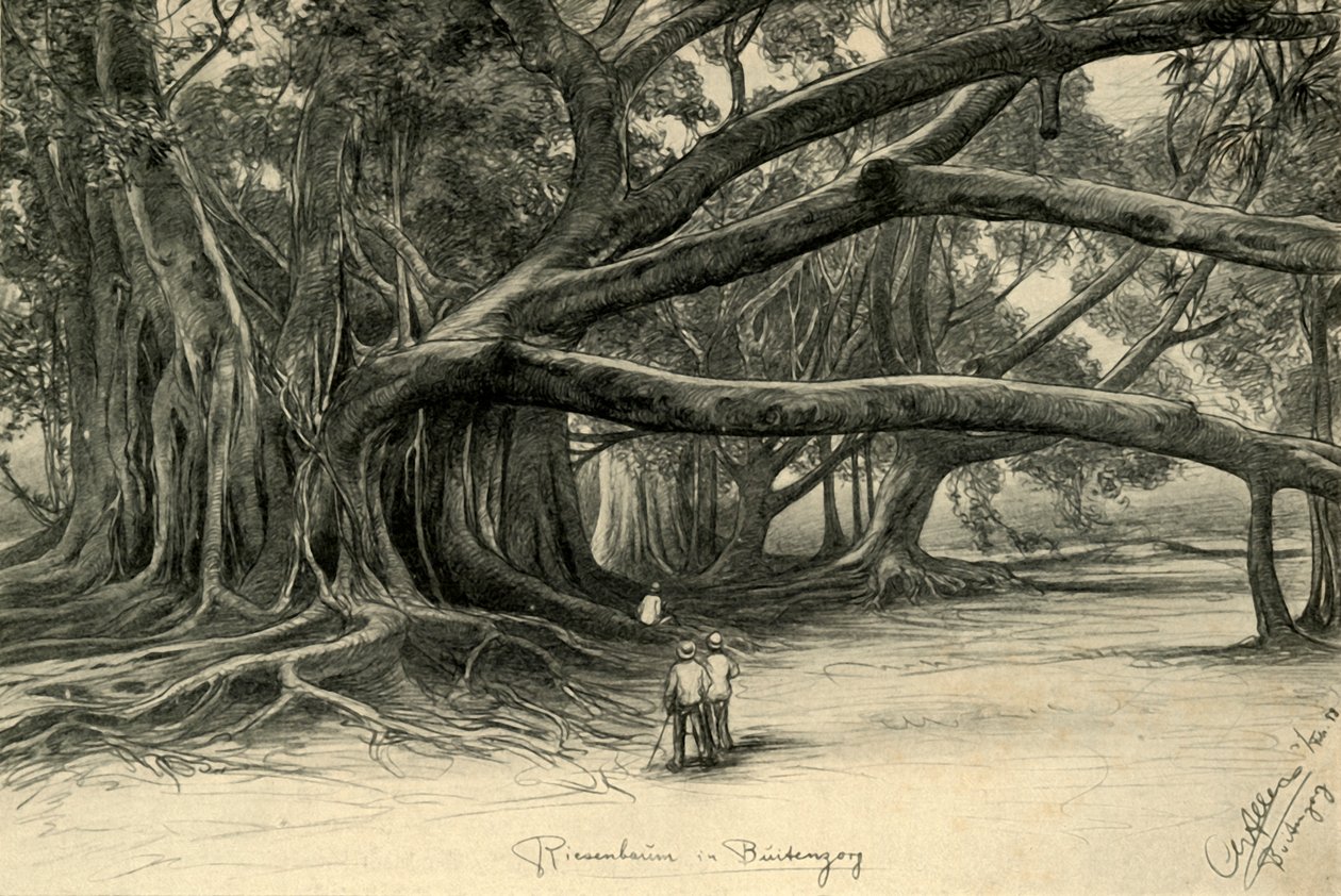 Buitenzorg, Java, 1898 में विशालकाय पेड़। द्वारा क्रिश्चियन विल्हेम एलर्स