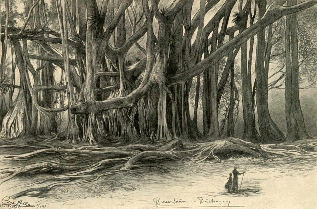 Buitenzorg, Java, 1898 में विशालकाय पेड़। द्वारा क्रिश्चियन विल्हेम एलर्स