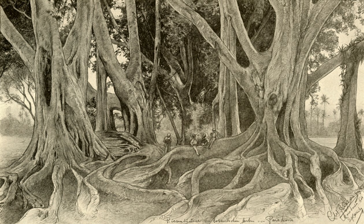 वानस्पतिक उद्यान में विशालकाय पेड़, पेराडेनिया, कैंडी, सीलोन, 1898। द्वारा क्रिश्चियन विल्हेम एलर्स