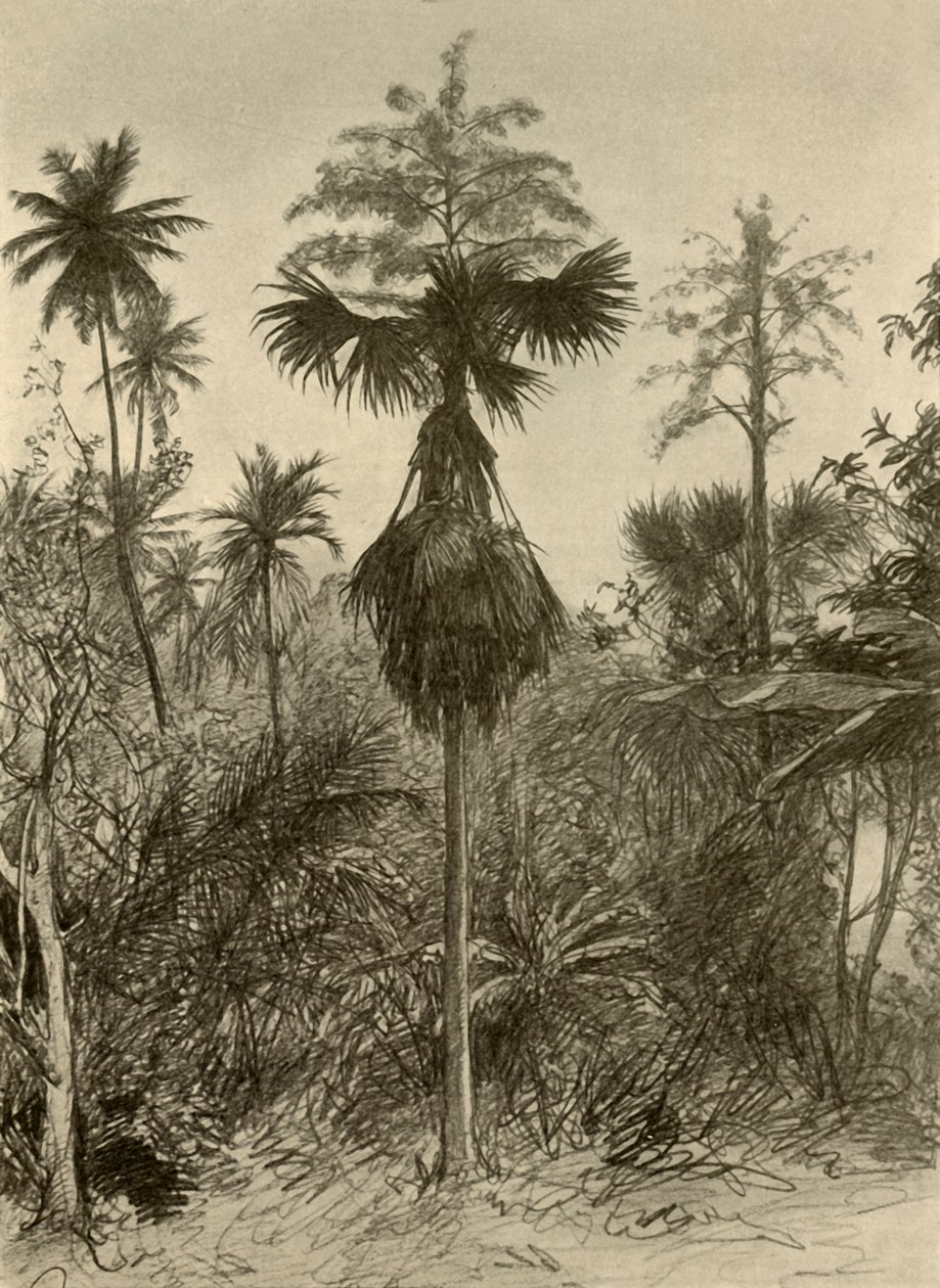 फूल के बाद तालिपोट पाम, सीलोन, 1898। द्वारा क्रिश्चियन विल्हेम एलर्स