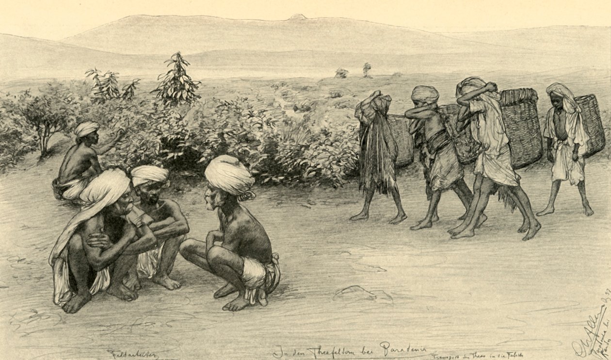 चाय बीनने वाले, पेराडेनिया, सीलोन, 1898। द्वारा क्रिश्चियन विल्हेम एलर्स