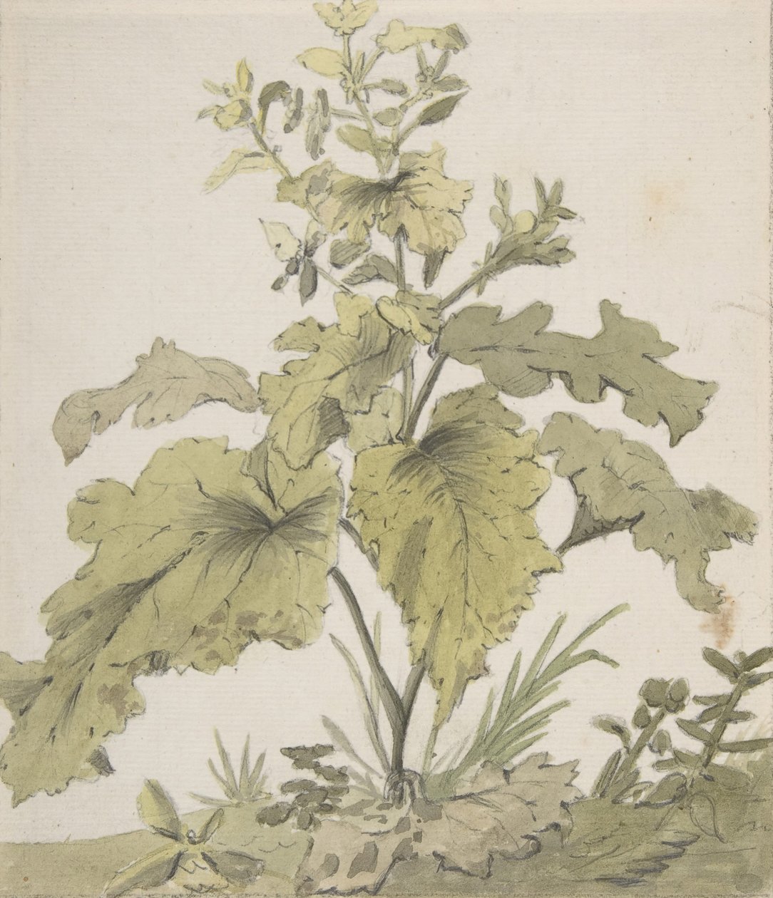 एक पौधे का अध्ययन, 1712-74। द्वारा क्रिश्चियन विल्हेम अर्नेस्ट डायट्रिच