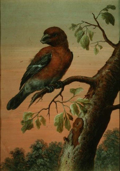 एक तोता एक शाखा पर, (gouache), (60076 भी देखें) द्वारा क्रिस्टोफ लुडविग एग्रीकोला
